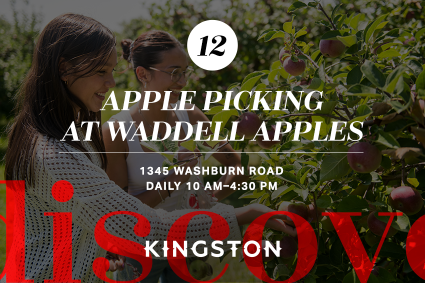 12. Apple picking at Waddell Apples