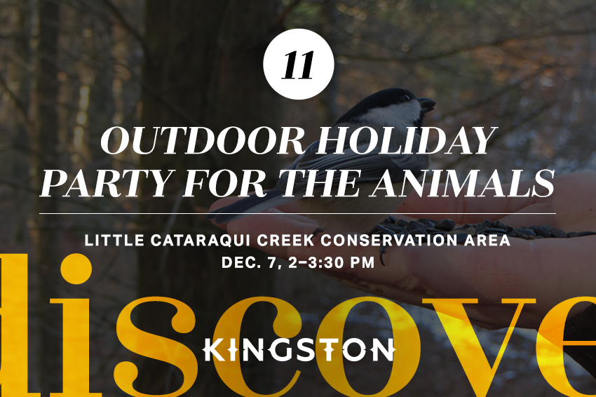 11. Outdoor holiday party for the animals