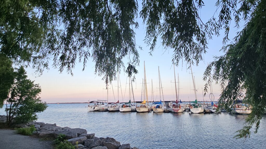 sailboats sit docked by the Kingston Yacht Club marina, framed by the leaves of weeping willow trees