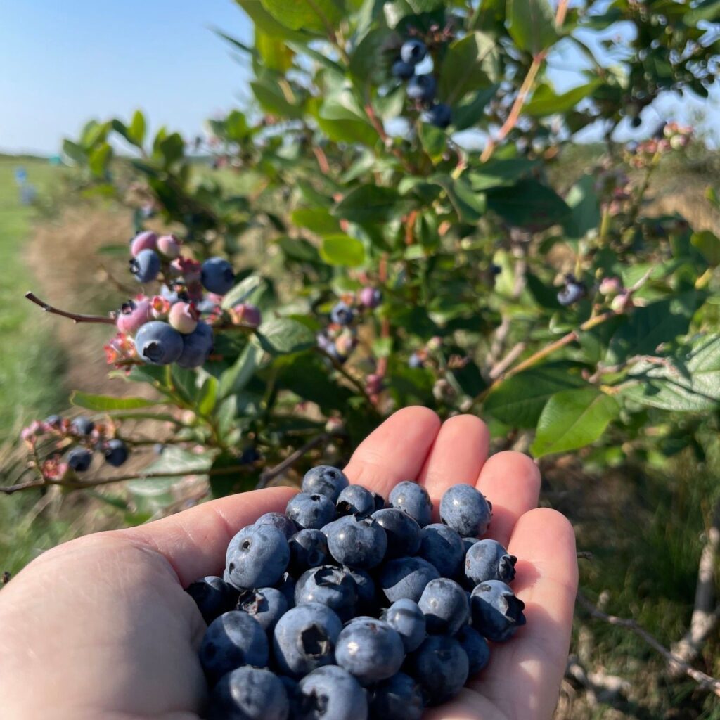 Berry picking at Fruition Berry Farm