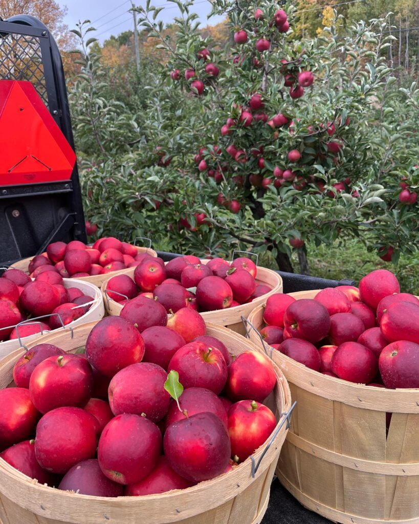 Waddell Apples Orchard & Farm Store 