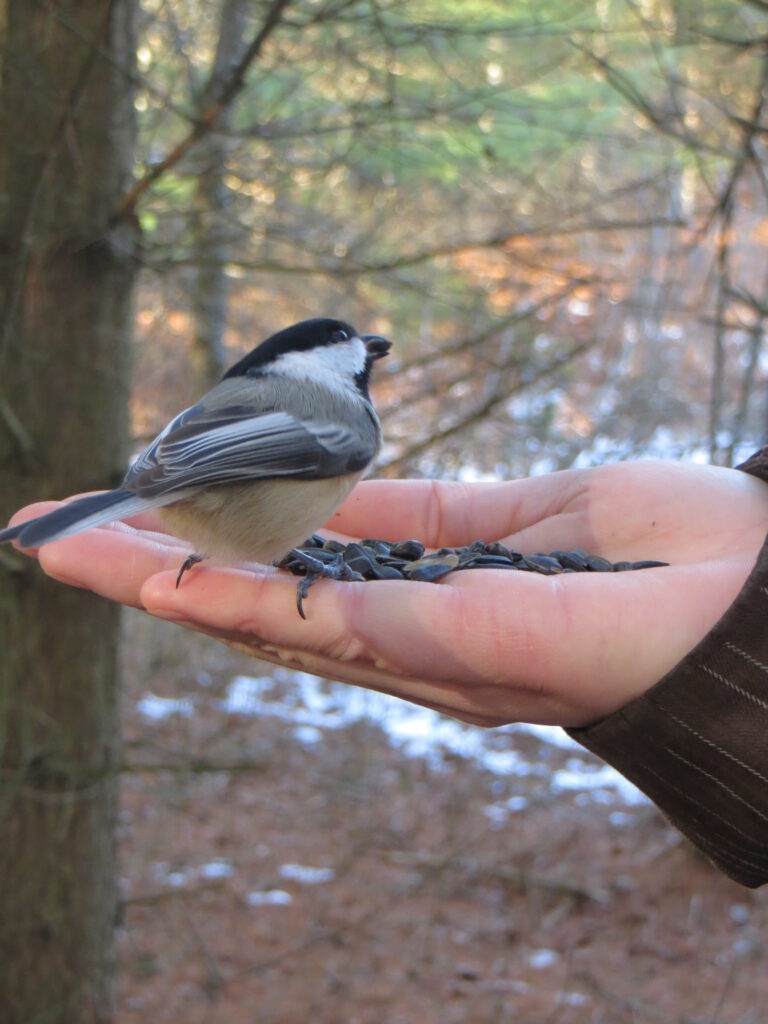 Little Cataraqui bird feeding area